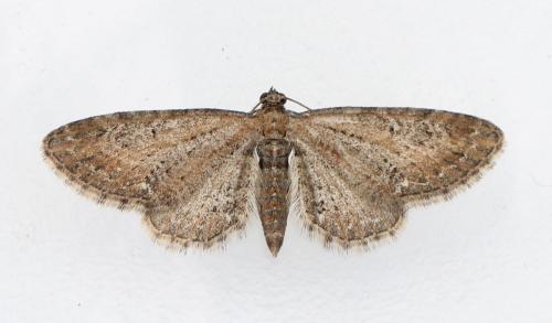 Réf. 184 221 : Eupithecia vulgata